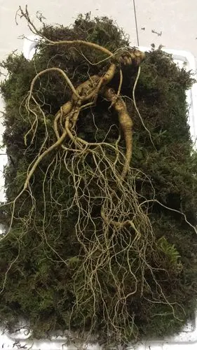 野生人参 鲜参 散装 整根