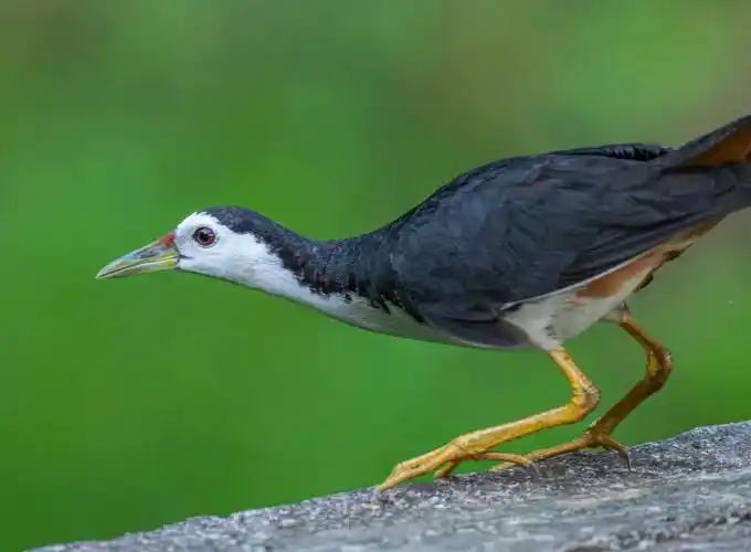 白胸苦恶鸟的魔性叫声