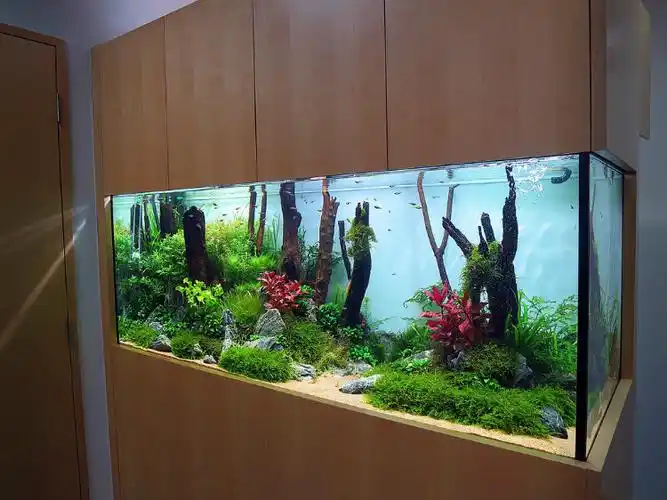 鱼缸水族箱水草缸造景获奖ada作品图片展示收藏