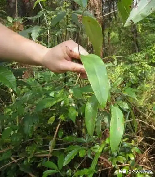 1种野草,人称"过山龙",不知是珍贵的"中草药",一斤50元