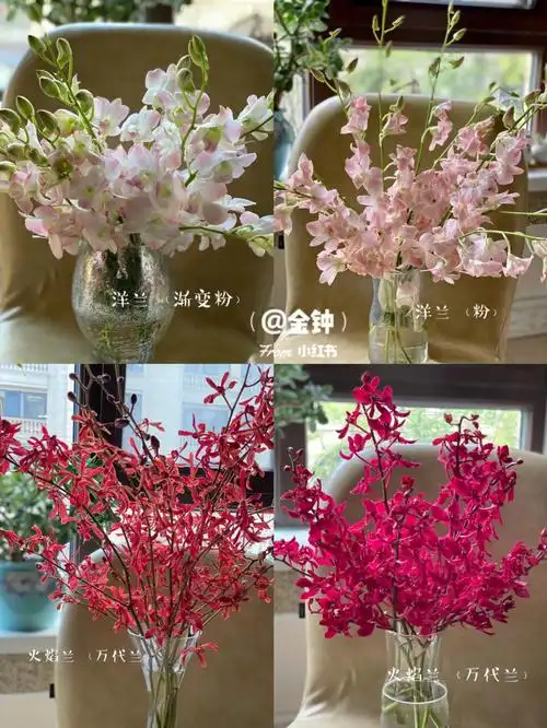 新品渐变粉洋兰火焰兰红兰洋兰千代兰汇总