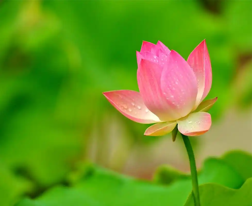 大气荷花图片 第9张 尺寸:2854x2335 (天堂图片网)