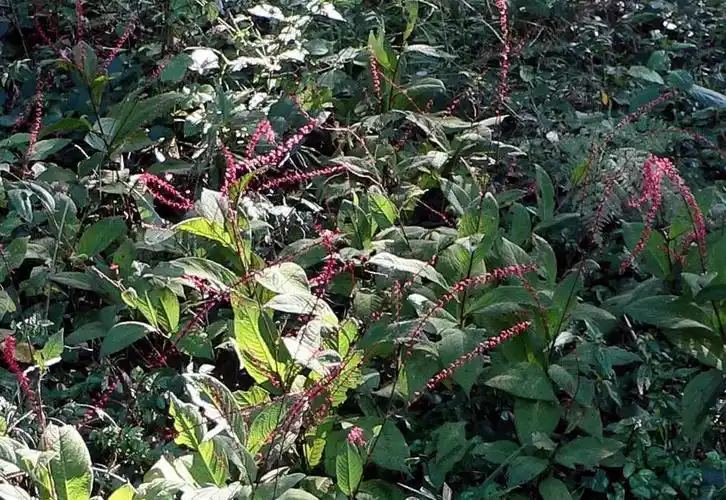 鸭舌草鸭舌草食疗作用:鸭舌草味苦,性凉;具有清热解毒的功效;主治痢疾