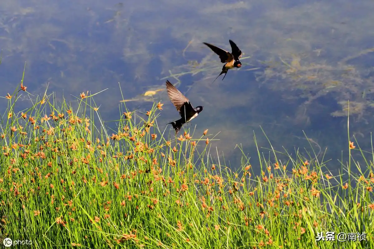 翩翩归来的燕子飞舞的燕子