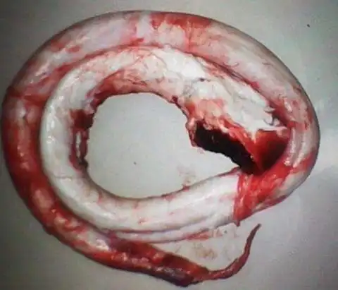 活牛勃起牛鞭长什么样子图片及牛鞭吃法图