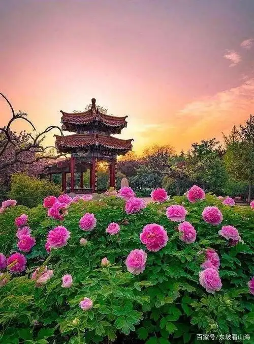 甲天下的洛阳牡丹,源于大唐长安吗?