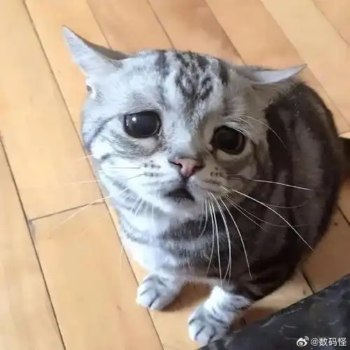 第一次听到小猫哭