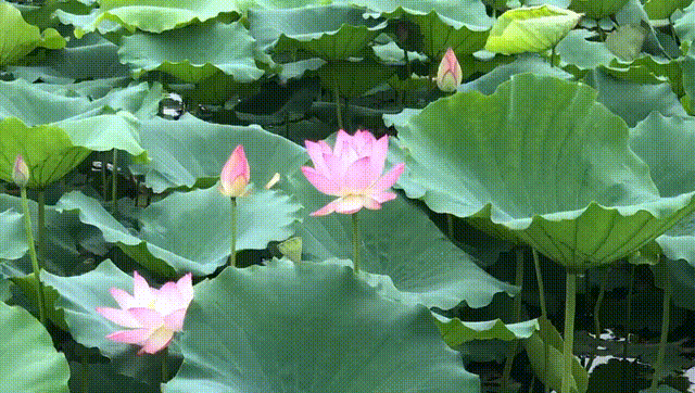 640_362gif 动态图 动图