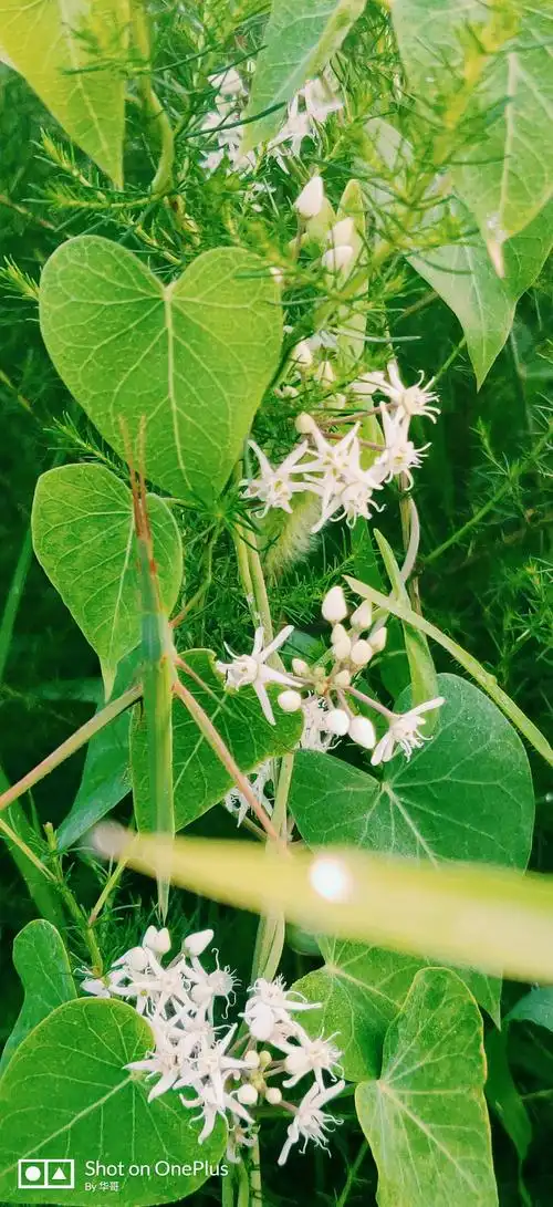 爬地虎 - 轻摄影 - 一加手机社区官方论坛