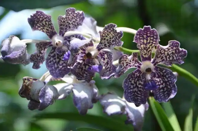 卓锦.万代兰——胡姬花_绵绵细雨下不停_新浪博客