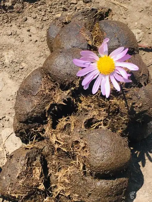 草原天路脚印-6鲜花易找牛粪难寻