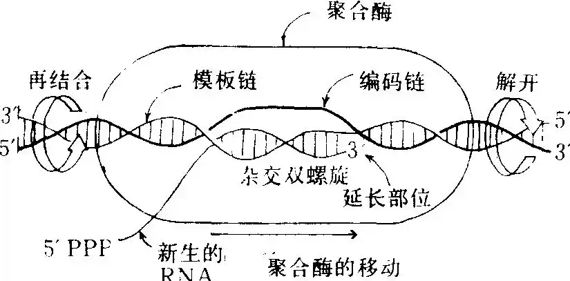 核糖核酸(dna)分子有选择地转移到核糖核酸(rna)分子中的过程称为转录