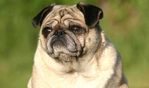 巴哥犬多少钱一只