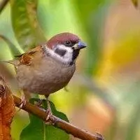 画眉打鸟的头像图片_微信头像图片大全