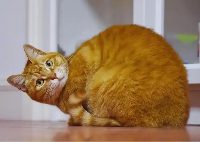 橘猫为什么不建议养在家里,养橘猫的好处与坏处