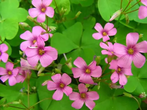 成都常用植物汇总