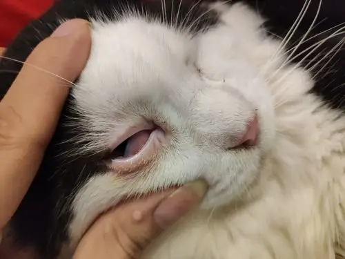 猫眼睑内翻手术那个医院性价比高啊?眼睛快瞎了.求助