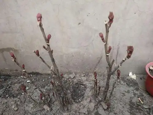 3月2日,春天来了,开始发芽.