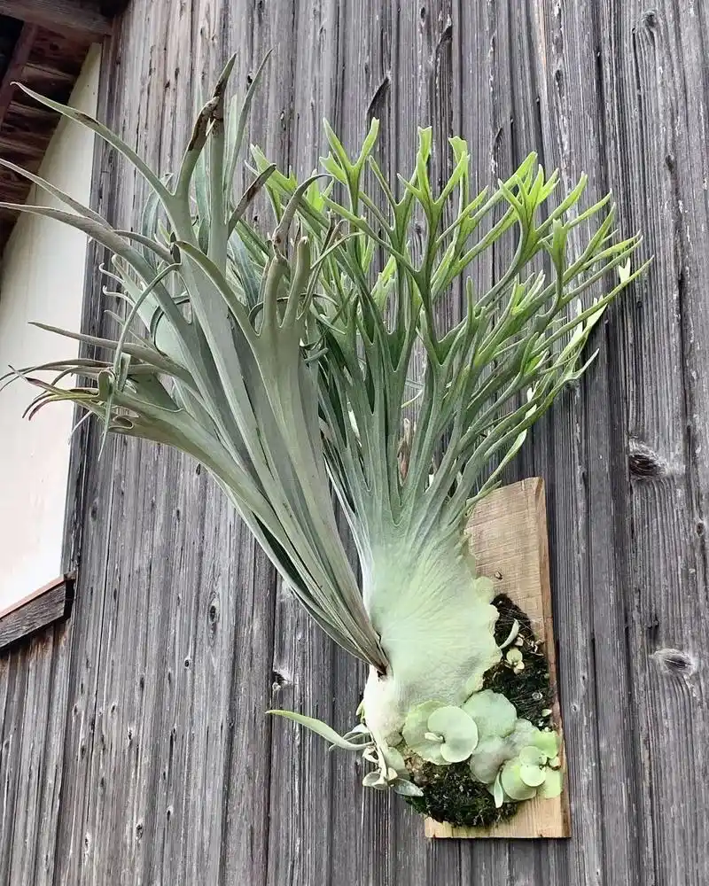 鹿角蕨上墙 #板植鹿角蕨 #银鹿  本素材来自ins: c - 抖音