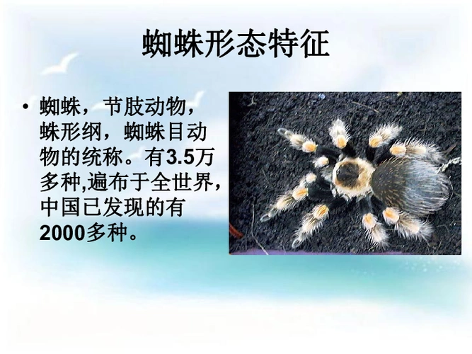 蜘蛛课件共25张ppt