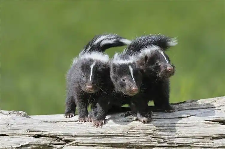 条纹臭鼬图片_条纹臭鼬高清图片_全景视觉