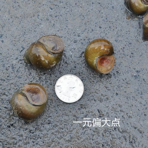 铭心翠螺鲜活钓青鱼钓鱼螺蛳脆螺鱼饵新鲜田螺活体打窝小泥螺丝黑坑