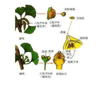 花粉管通道法的相关实验