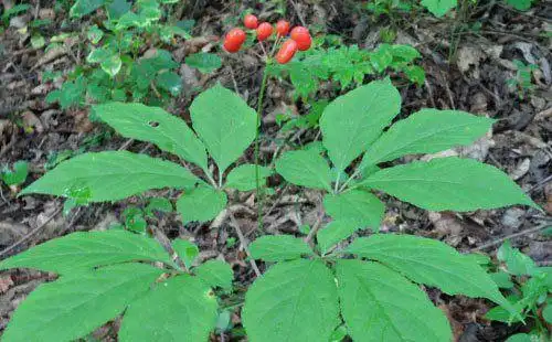 尤其是方剂中的一味草药(bo)侼灵参起到至关性的作用,有文献记载,隶属