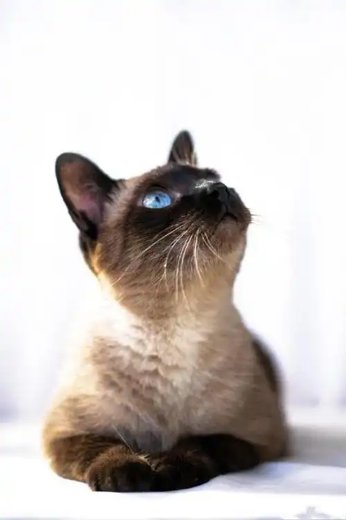 蓝眼睛的小煤球暹罗猫萌萌哒萌宠图片