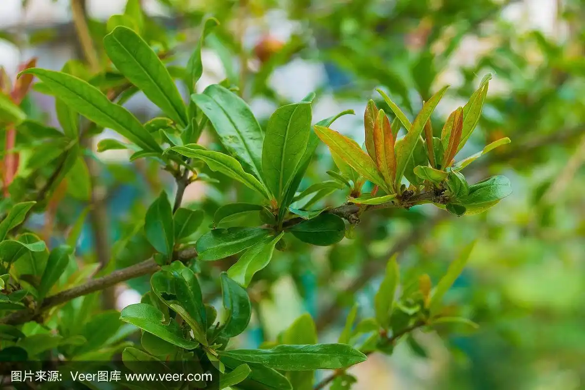 新春石榴叶