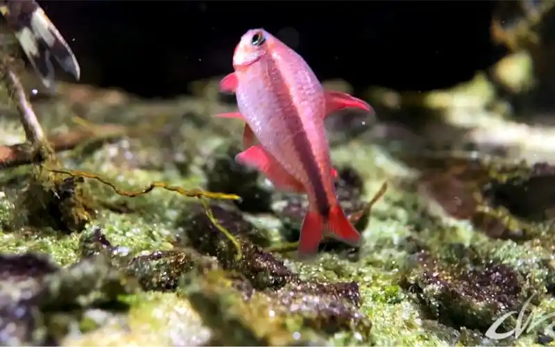 快三岁的血红魔鬼,有点褪色了