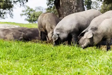 伊比利亚猪群在绿色的草原上吃照片
