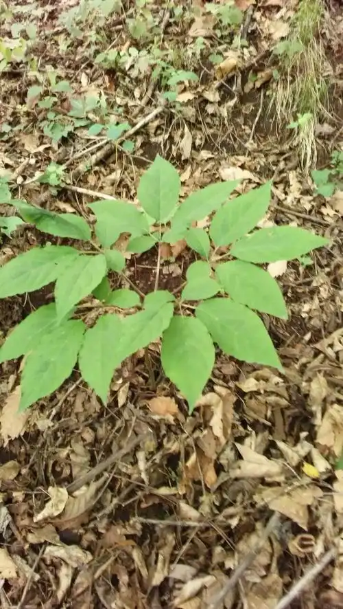 这是一棵野山参,五批叶,不知道长了多少年,会有人要吗?能值多少钱?