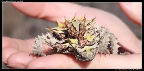 thorny devil.