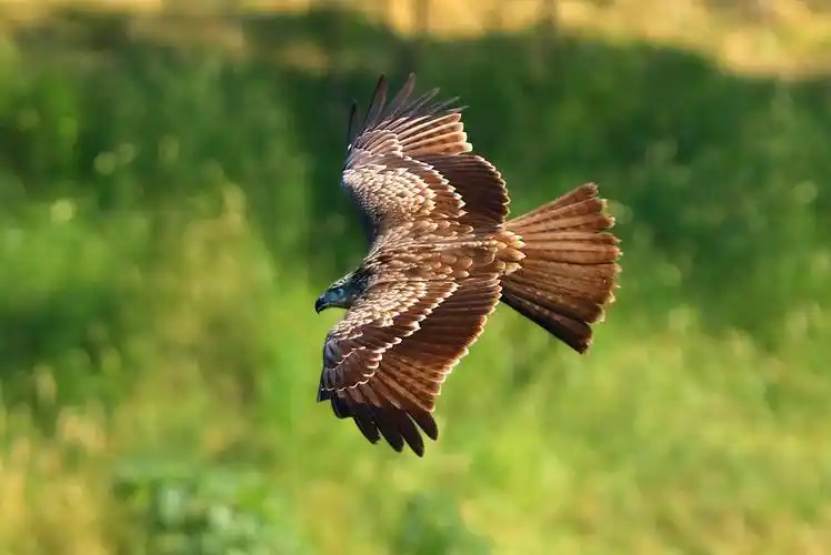 老鹰(肉食性的小型猛禽)_尚可名片