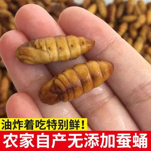 青岛老魏水产 山东特产鲜活小蚕蛹新鲜冷冻250g满6斤包邮蚕蛹