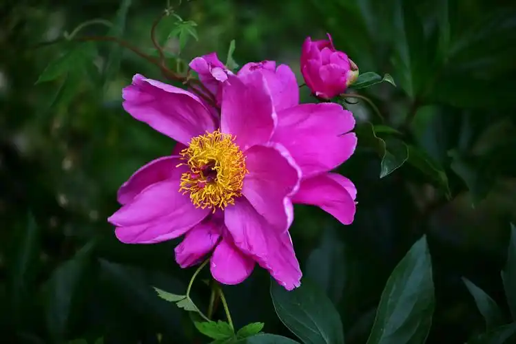 花中之相五月神,仙子盗丹下凡尘