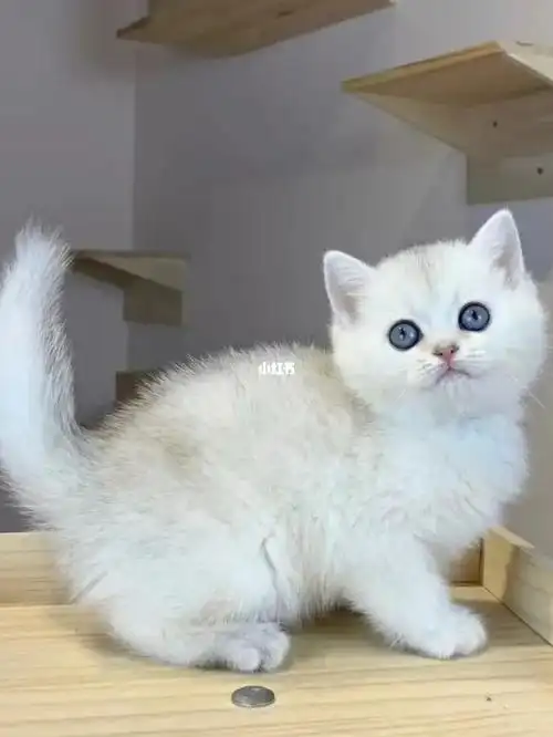 银渐层幼猫出窝了领养价500起