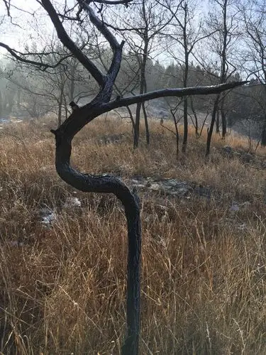 博山域城夹山村西山歪脖子树