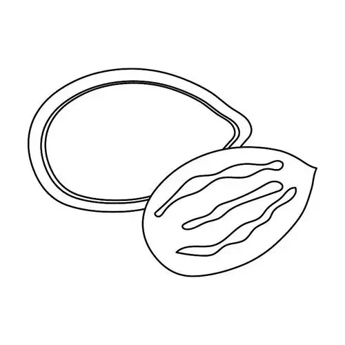 南瓜种子,不同种类的坚果,一个图标图片下载