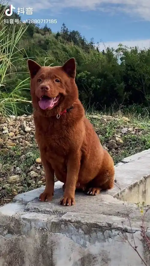 狗最聪明最能观颜察色洞悉主人心里而且是天生的不需训练就会看家五红