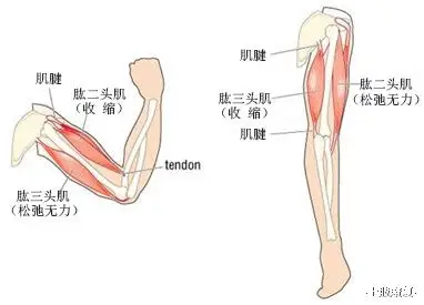 上肢康复|肌张力是如何影响中风后上肢运动功能的?