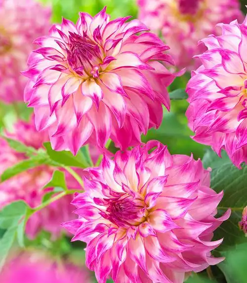 贝拉园艺现货荷兰进口大丽花种球满88包邮中轮合集