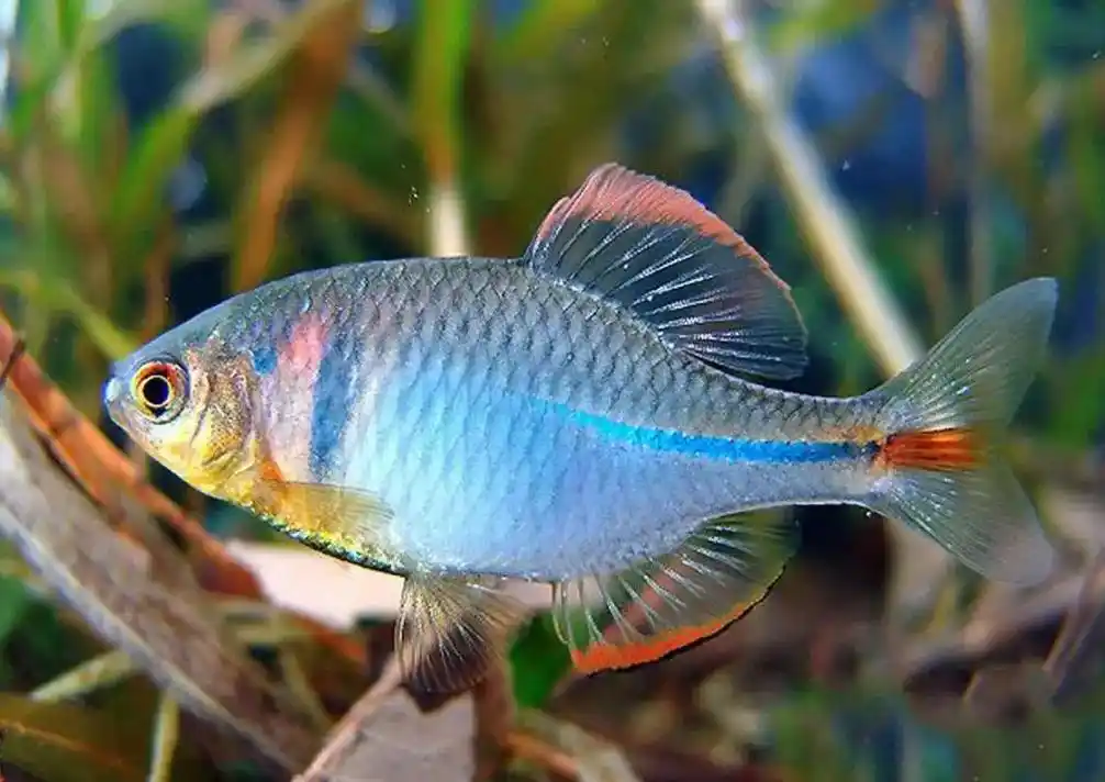 鳑鲏鱼:30年前当垃圾,如今身价暴增,1条10元按条卖