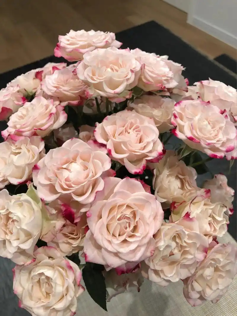 多头玫瑰『折射』,神仙颜值新手必刷～ 入坑网购鲜花的第一把多头玫瑰