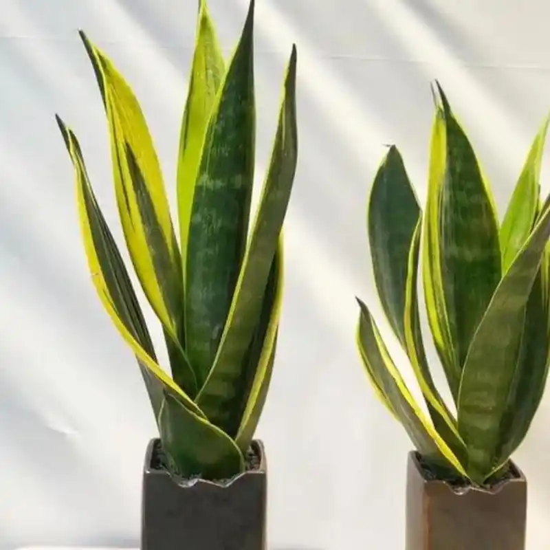 黄金虎皮兰(又称金边虎皮兰)是一种常见的观赏植物,养殖方法和注意