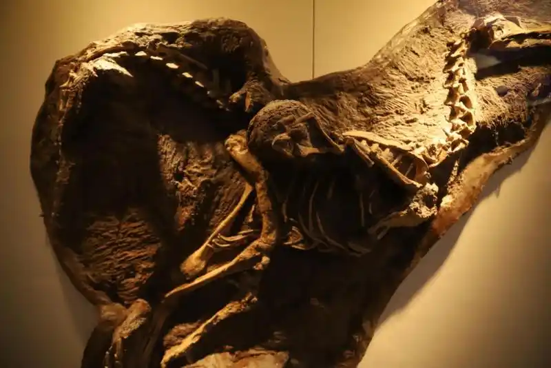 最强王者——精美临河盗龙