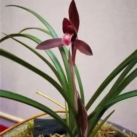 墨玉- 兰花交易网