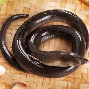 东山岛海鲜土龙海捕闽南土龙鲜活冻整条炖汤滋补海鲜水产2-2.5斤