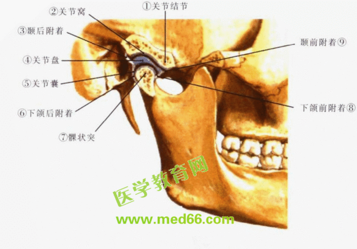 颞下颌关节解剖